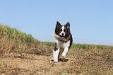 BORDER COLLIE 022